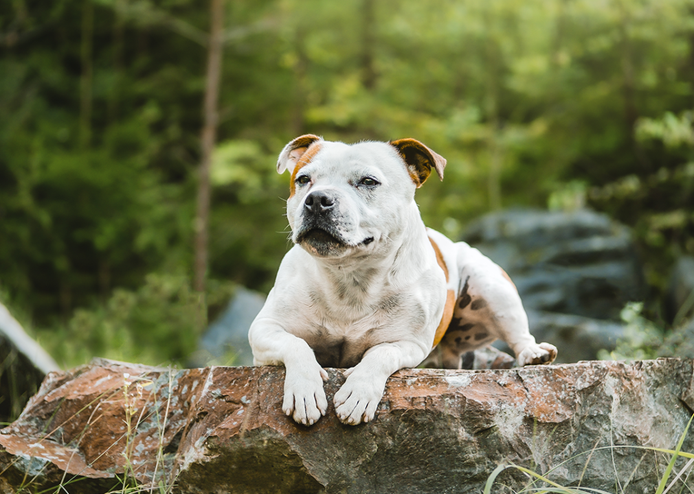 #10. Staffordshire bull terrier